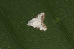 Meganola leucostola