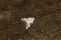 Meganola leucostola