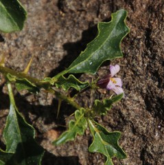 Solanum humile
