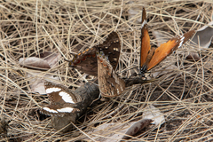 Charaxes guderiana