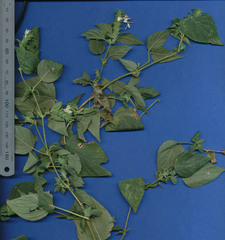 Tetramerium nervosum
