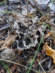 Thelephora americana