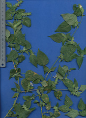 Tetramerium nervosum
