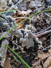Thelephora americana