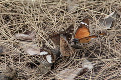 Charaxes guderiana