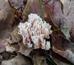 Lentaria micheneri