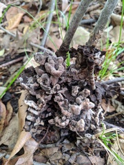 Thelephora americana