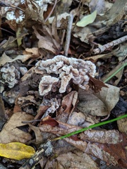 Thelephora americana