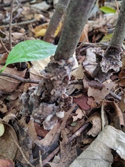 Thelephora americana