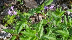 Glandularia canadensis