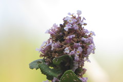 Lippia lacunosa