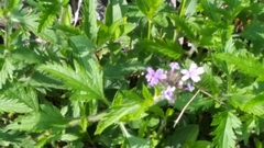 Glandularia canadensis