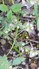 Glandularia canadensis