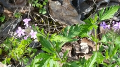 Glandularia canadensis