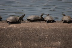 Trachemys scripta elegans