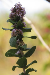 Lippia lacunosa