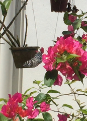 Papilio clytia clytia
