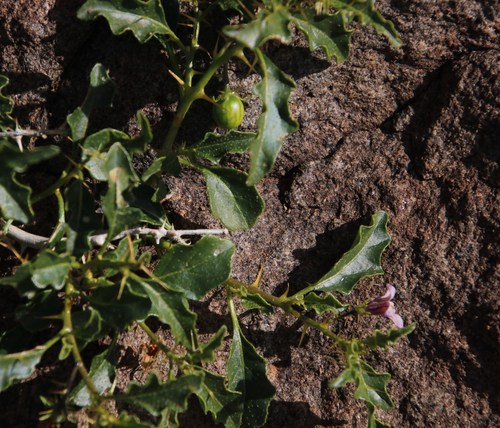 Image of Solanum humile by (c) Tony Rebelo, some rights reserved (CC BY-SA)