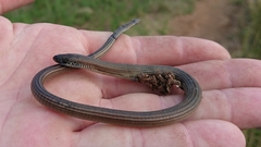 Tetradactylus africanus