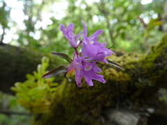 Epidendrum centropetalum