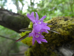 Epidendrum centropetalum