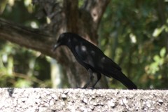 Corvus corone