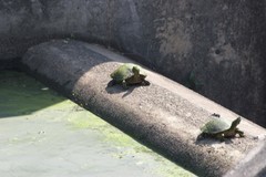 Trachemys scripta elegans