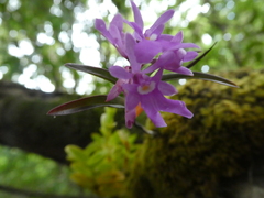 Epidendrum centropetalum