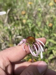 Echinacea sanguinea