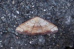 Pylargosceles steganioides
