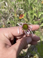 Echinacea sanguinea