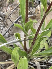 Echinacea sanguinea