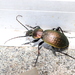 Ohomopterus - Photo (c) Se Lena, some rights reserved (CC BY), uploaded by Se Lena