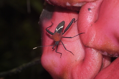 Leptoscelis militaris