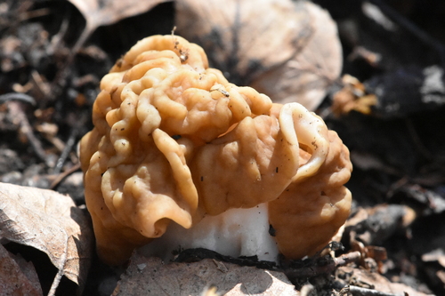 Didysis bobausis nuotrauka