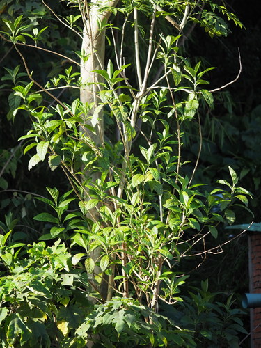 Gymnanthemum amygdalinum