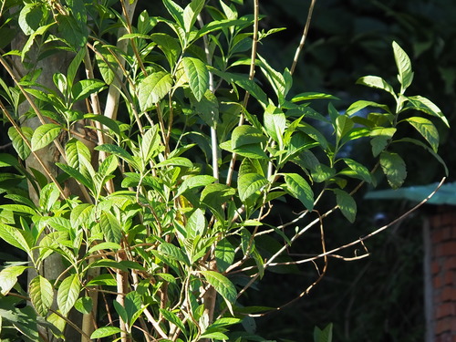 Gymnanthemum amygdalinum