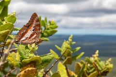 Charaxes druceanus