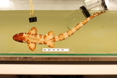 Hooded Carpet Shark photo 2