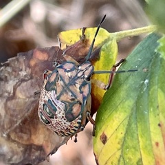 Apoecilus cynicus