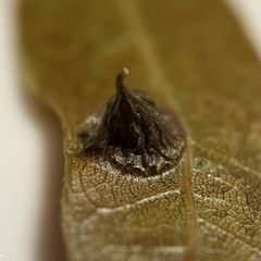 Dryocosmus archboldi