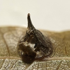Dryocosmus archboldi