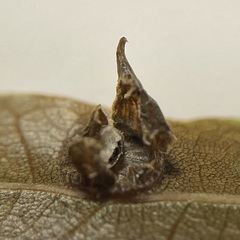 Dryocosmus archboldi