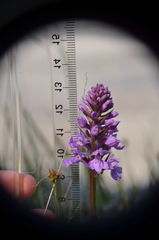Dactylorhiza maculata