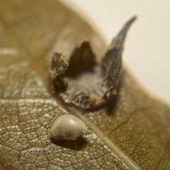 Dryocosmus archboldi