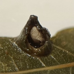 Dryocosmus archboldi