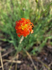 Lasiosiphon rubescens