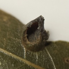 Dryocosmus archboldi