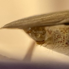 Apoecilus cynicus