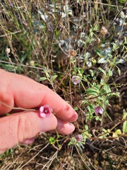 Hermannia boraginiflora